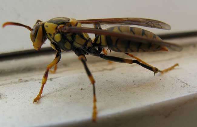 胡蜂一生营巢而居,蜂群中有后蜂(蜂王),职蜂(工蜂,雌性)和雄蜂的区别