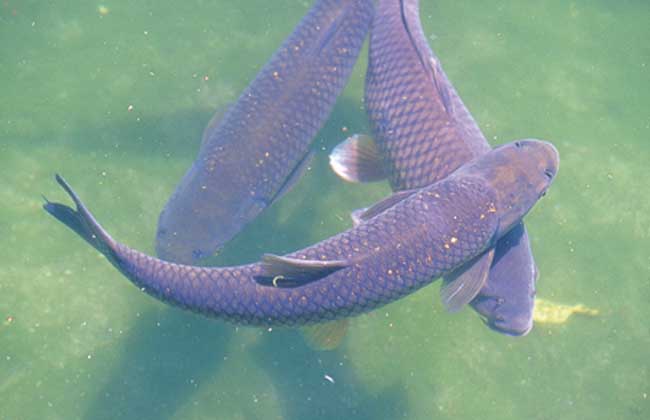 青鱼图片 农百科