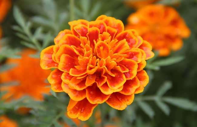 万寿菊品种及图片大全 农百科