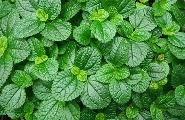 薄荷的种类及图片-农百科