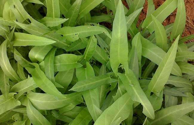 空心菜图片 农百科