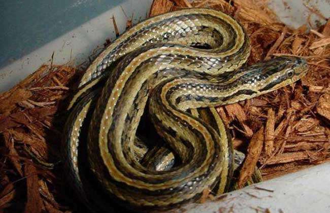 是北方常见的一种无毒蛇类,主要分布于东北,内蒙古,河北,山西,陕西