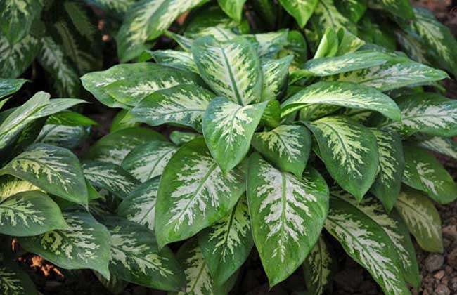 花叶万年青