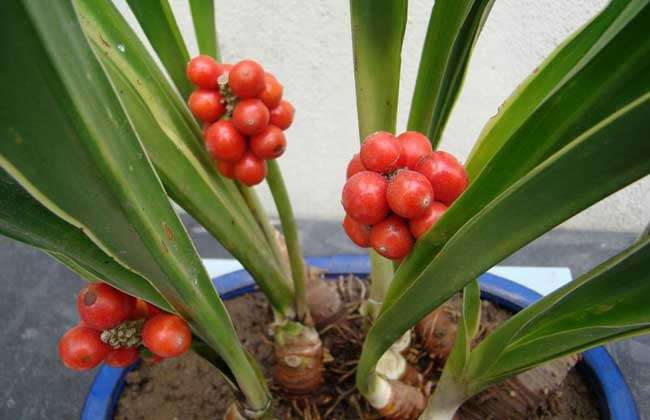 万年青别称红果万年青,开喉剑,九节莲,冬不凋,铁扁担等,为百合科万年