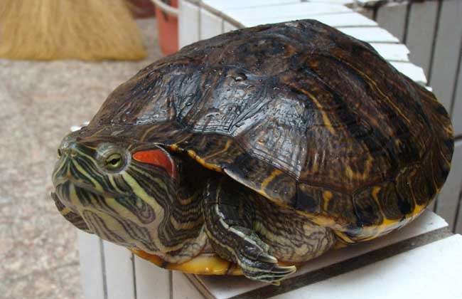十年巴西龟有多大图片图片
