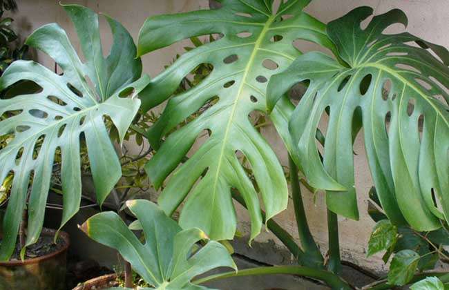 龟背竹种类图片大全 农百科