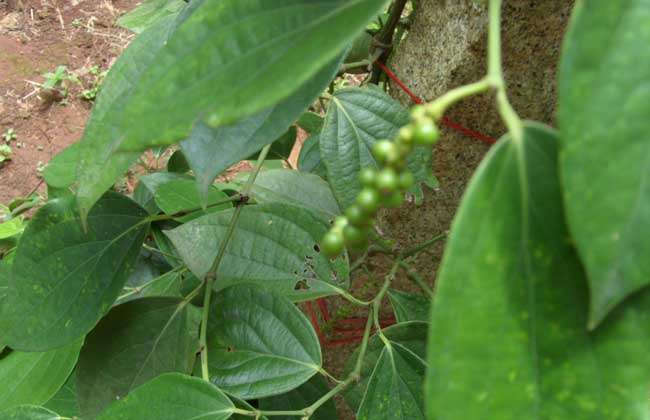 胡椒品种图片大全 农百科