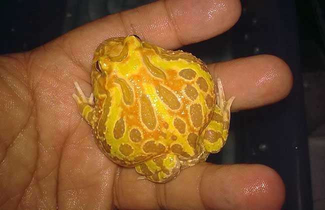 黄金角蛙寿命有多长 农百科