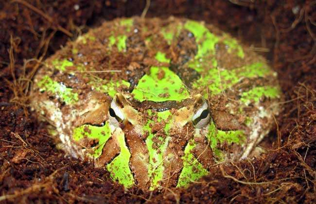 霸王角蛙寿命有多长 农百科