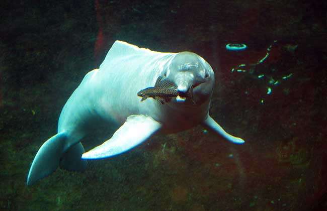 河豚(拉河豚)则是生活在咸水河口及近岸海洋,于科学分类中仍被列入