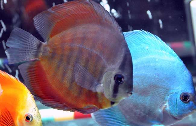 七彩神仙鱼种类图片 农百科