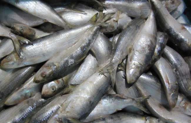 沙丁鱼种类图片大全-农百科