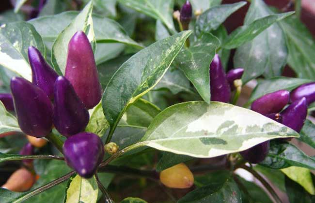 黑弹头辣椒黑弹头辣椒为观赏椒品种,株高60厘米,叶深绿色,茎枝紫色,开