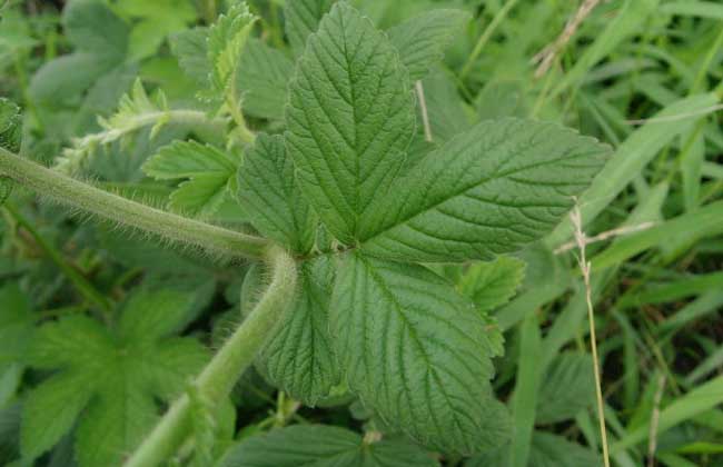 仙鹤草种类图片大全-农百科