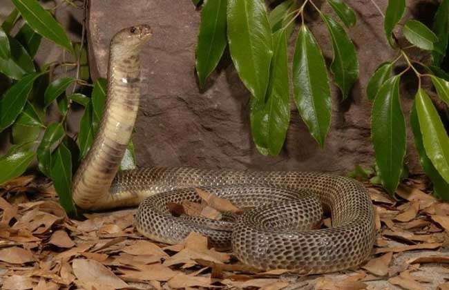 中华眼镜蛇是什么蛇 农百科