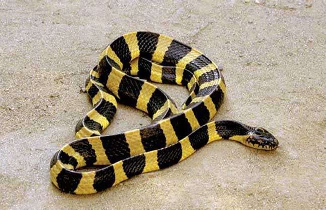 金环蛇别称黄节蛇,金甲带,佛蛇,黄金甲等,为眼镜蛇科环蛇属毒性很强的