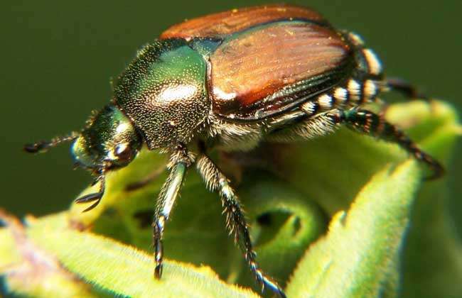 金龟子吃什么食物