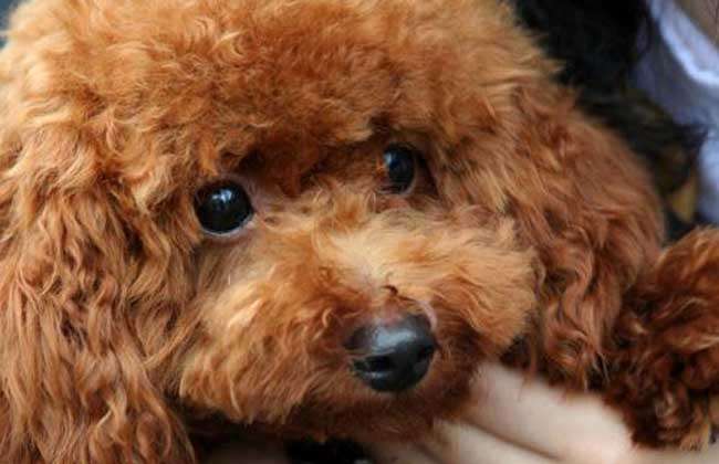 泰迪狗特别容易得上眼部疾病,随年龄增长泰迪的白内障