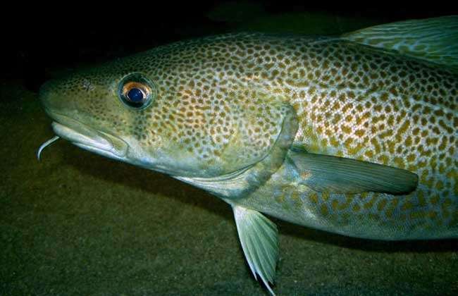 鳕鱼种类图片大全-农百科