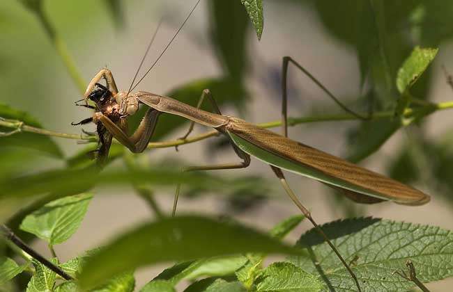 竹节虫有哪些天敌?-农百科