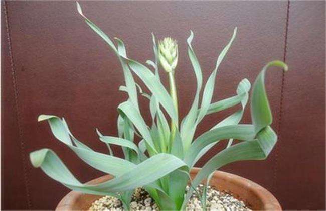 弹簧草品种及图片大全-农百科