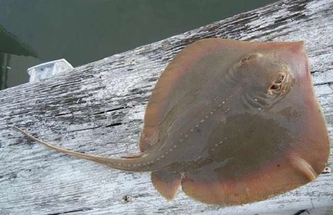 海鱼的常见种类及图片大全-农百科