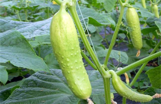 黄瓜常见的种类及图片 农百科