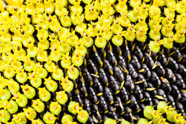 葵花籽的功效与作用 农百科 葵花籽的功效与作用 农百科