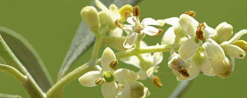 希腊的国花是橄榄花吗 附橄榄花的花语 农百科