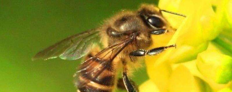 新收的蜜蜂要关几天？必须及时喂食一次