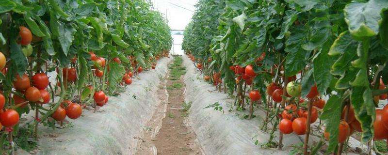 夏季怎样种植番茄，有哪些要点