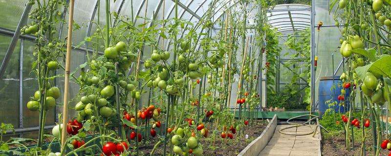 西红柿大棚种植技术有哪些，定植后怎样管理