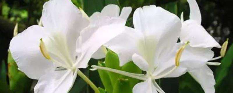 姜花是生姜的花吗 怎么水养 姜花有什么作用 农百科