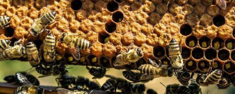 蜜蜂病害，附敌害防治大全