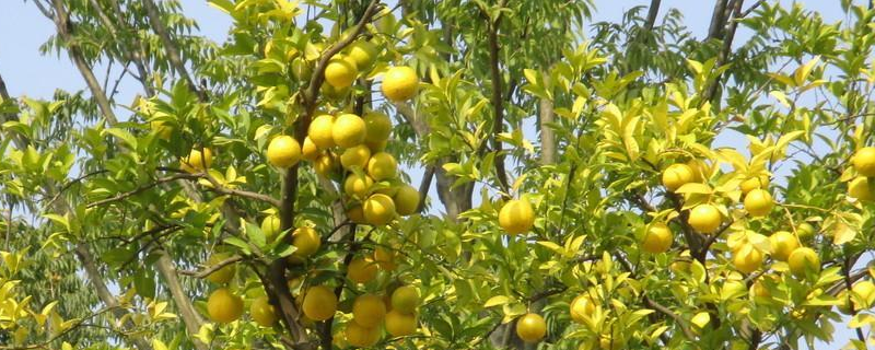 柚子树的栽培技术，详细介绍
