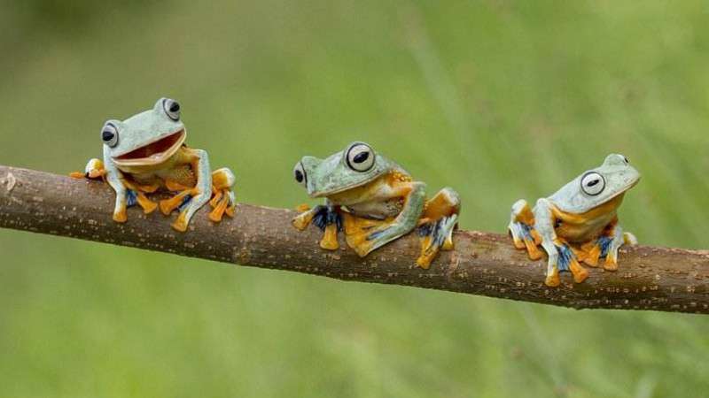 树蛙是保护动物吗