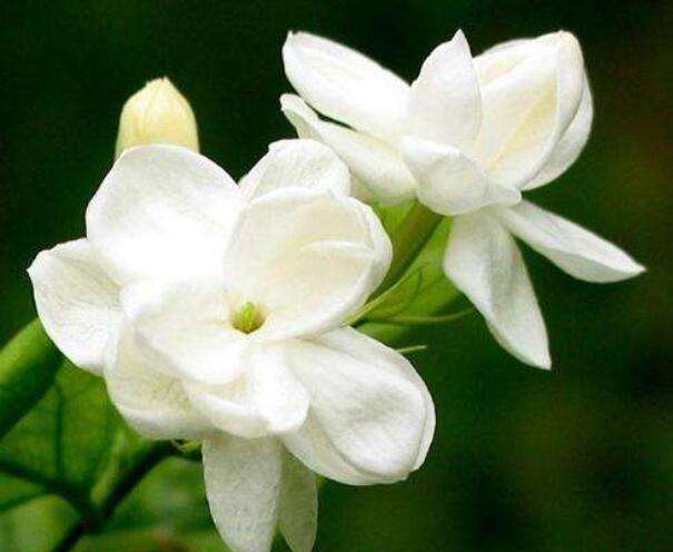 莱莉花怎样栽培 农百科