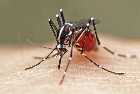 雄蚊子为什么不吸血