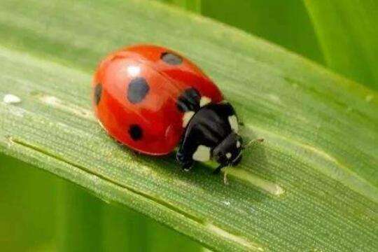 花大姐是益虫还是害虫 农百科
