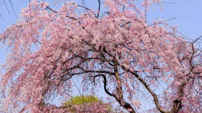 海棠花和樱花的区别 农百科