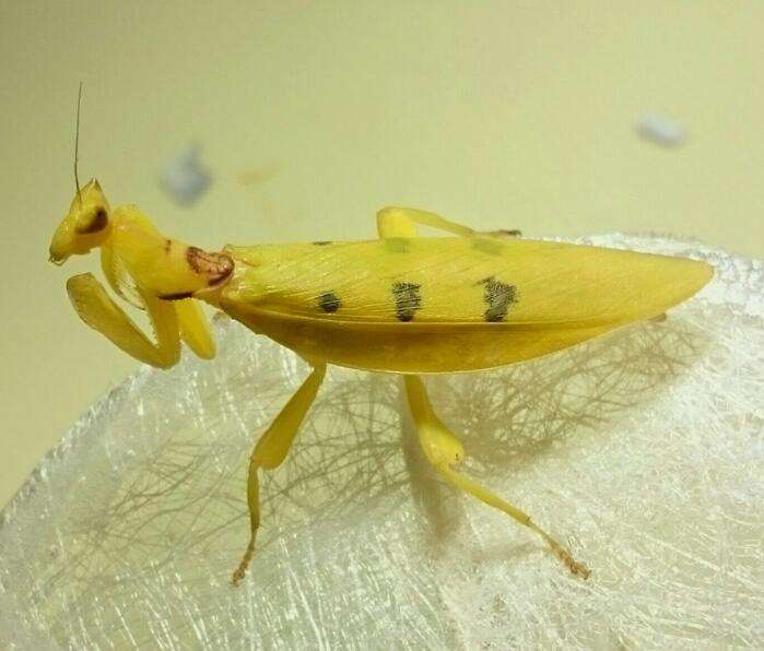 黄色的螳螂是什么品种