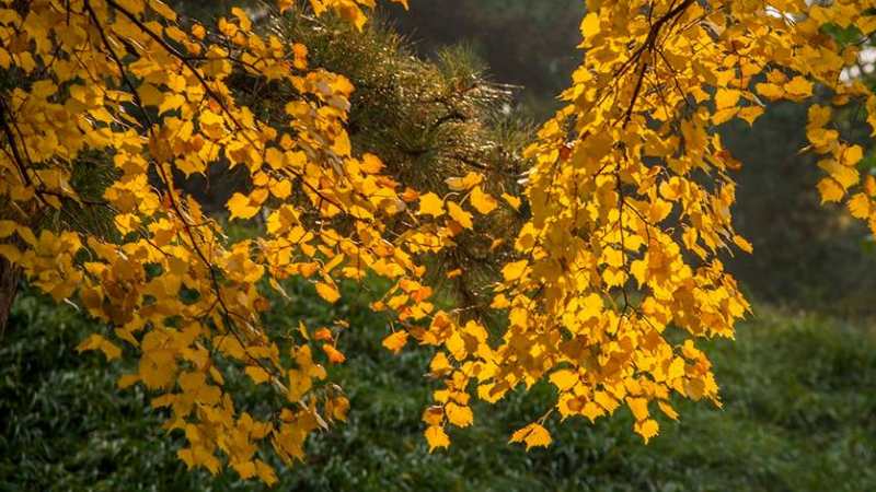 梧桐树是常绿树还是落叶树 农百科