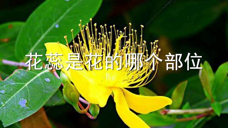 花蕊是花的哪个部位 农百科