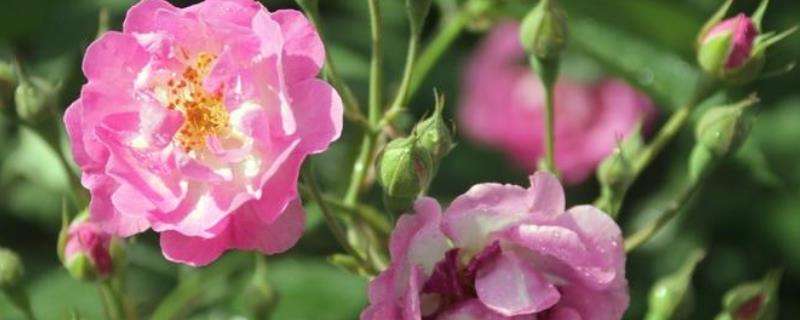 蔷薇花养殖方法和注意事项，附病虫害防治
