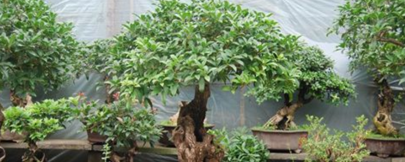 盆栽桂花树种植技术，附栽培环境及繁殖技术