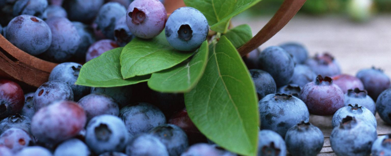 蓝莓的科属类别，该如何施肥