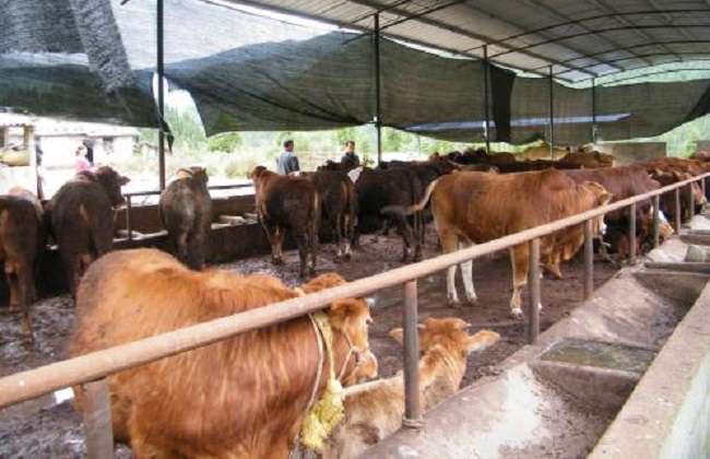 牛传染性鼻气管炎的诊断和防治措施