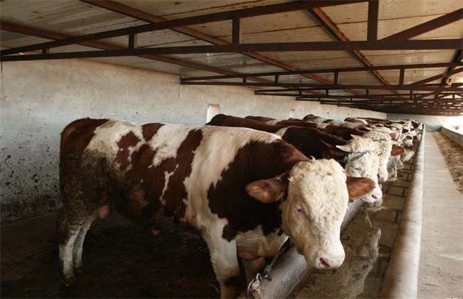 肉牛快速育肥 肉牛育肥技术