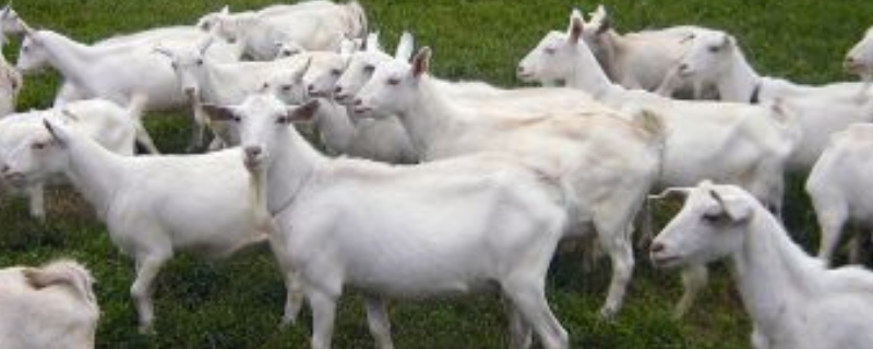 如何养好马头山羊？附马头山羊的繁殖特性
