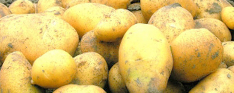 适合中国南方种植的土豆品种有哪些？都经研究培育而成